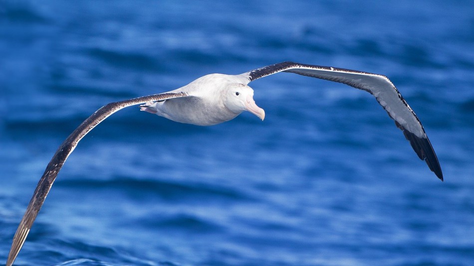 albatros