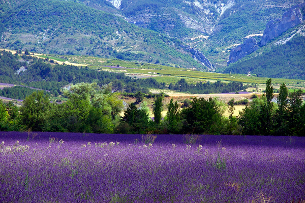 Les champs de lavande font partie du paysage de la Drôme Provençale, toute l'année.  Vert tendre au printemps, ils passent ensuite aux pastels mauves et bleus et au gris-bleuté après la récolte, couleur qu'ils garderont tout l'hiver. La floraison de la lavande s'étend de début juin jusqu'à fin août, suivant les terroirs et les expositions, l'altitude et la situation géographique.